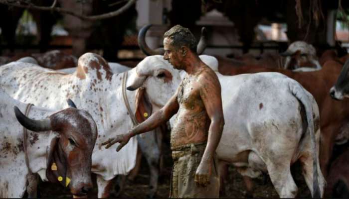 Haryana Govt : ಹಸುಗಳ ರಕ್ಷಣೆಗೆ &#039;ಸ್ಪೆಷಲ್ ಟಾಸ್ಕ್ ಫೋರ್ಸ್&#039; ನೇಮಕ ಮಾಡಿದ ಸರ್ಕಾರ