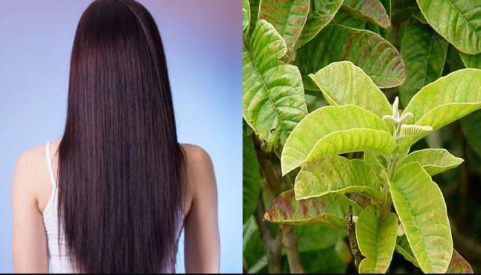 how to make hair long guava leaves are very beneficial for hair health |  ಉದ್ದ, ಕಪ್ಪು ಮತ್ತು ದಪ್ಪ ಕೂದಲಿಗಾಗಿ ಬಳಸಿ ಈ ಹಣ್ಣಿನ ಎಲೆ : ಬಳಸುವುದು ಹೇಗೆ? ಇಲ್ಲಿದೆ  ನೋಡಿ Health News in Kannada