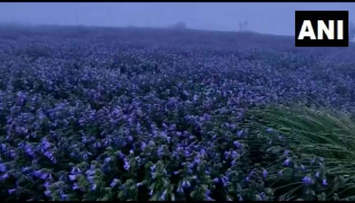 Rare Neelakurinji Flowers : ರಾಜ್ಯದಲ್ಲಿ ಅರಳಿದ 12 ವರ್ಷಗಳಿಗೊಮ್ಮೆ ಅರಳುವ ಅಪರೂಪದ &#039;ನೀಲಕುರಿಂಜಿ ಹೂವುಗಳು&#039; 