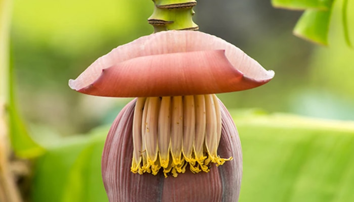 Banana Flower Benefits : ಬಾಳೆ ಹೂವಿನಲ್ಲಿದೆ ಔಷಧಿ ಗುಣ : ನಿಯಮಿತವಾಗಿ ಸೇವಿಸಿ ಈ ರೋಗಗಳಿಂದ ದೂರವಿರಿ