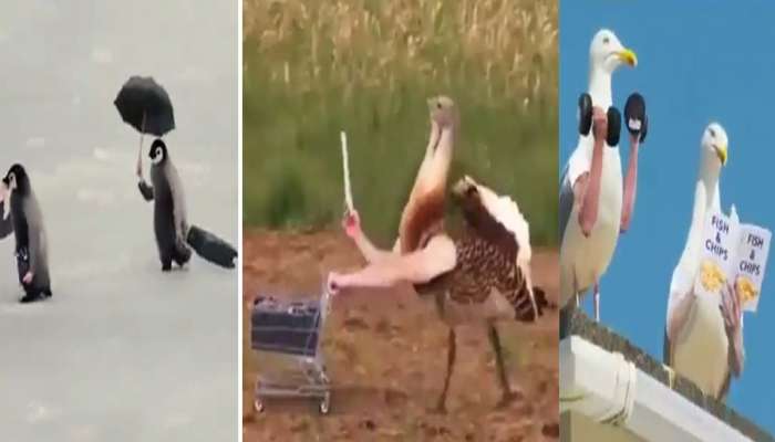 Birds Amazing Viral Video: ಲ್ಯಾಪ್‌ಟಾಪ್‌ನಲ್ಲಿ ಕೆಲಸ ಮಾಡುವ, ಸೆಲ್ಫಿ ತೆಗೆದುಕೊಳ್ಳುವ ಪಕ್ಷಿಗಳನ್ನು ನೋಡಿದ್ದೀರಾ... ಇಲ್ಲಿದೆ ತಮಾಷೆಯ ವಿಡಿಯೋ title=