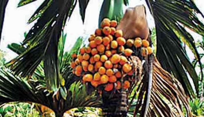 Arecanut Price: ಕರ್ನಾಟಕದ ಮಾರುಕಟ್ಟೆಗಳಲ್ಲಿ ಇಂದಿನ ಅಡಿಕೆ ದರ ಎಷ್ಟಿದೆ ನೋಡಿ… title=