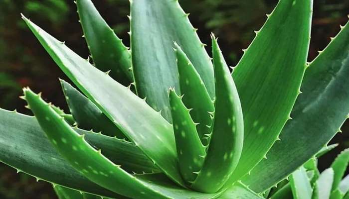 Aloe Vera for pimples: ಇದೊಂದಿದ್ದರೆ ಸಾಕು ಮುಖದ ಮೊಡವೆಗಳೆಲ್ಲಾ ಮಾಯವಾಗಿ ಬಿಡುತ್ತವೆ 