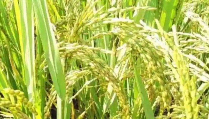 Chinnor Rice GI Tag: ಈ ರಾಜ್ಯದ ಚಿನ್ನೌರ್ ಅಕ್ಕಿಗೆ Geographical Indication Of India ಗರಿ