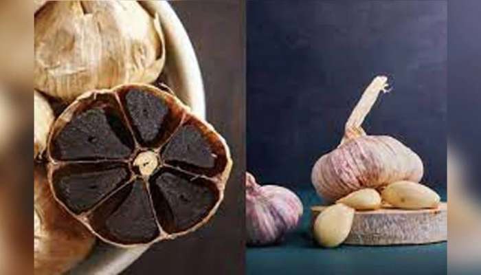 Black Garlic Benefits : ನಿಮಗೆಷ್ಟು ಗೊತ್ತು &#039;ಕಪ್ಪು ಬೆಳ್ಳುಳ್ಳಿ&#039; ಬಗ್ಗೆ? ಇದರ ಆರೋಗ್ಯ ಪ್ರಯೋಜನಗಳು ಇಲ್ಲಿವೆ ನೋಡಿ