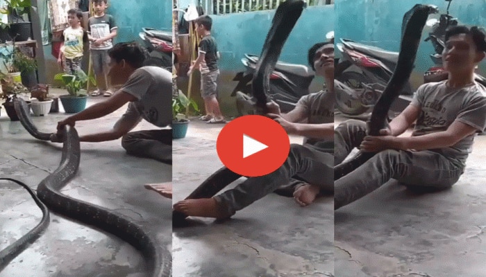 Cobra Viral Video: ಅಪಾಯಕಾರಿ ನಾಗರಹಾವು ಮನೆಯ ಕಾಂಪೌಂಡಿಗೆ ಬಂದಾಗ, ಮುಂದೇನಾಯ್ತು ನೀವೇ ನೋಡಿ... title=