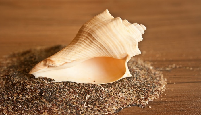 Conch Amazing Uses: ಶಂಖದ ಈ ಲಾಭಗಳ ಕುರಿತು ನಿಮಗೆ ತಿಳಿದಿದೆಯಾ? ಈ ರೀತಿ ಮನೆಯಲ್ಲಿಟ್ಟರೆ ಚಮತ್ಕಾರ ನಡೆಯಲಿದೆ title=