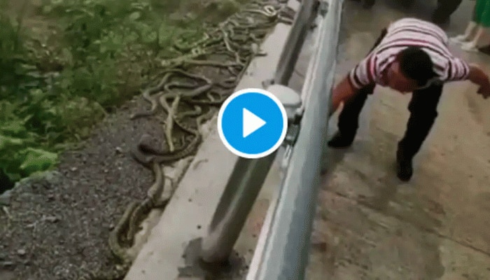 Snake Viral Video: ಹಾವಿನ ಗೊಂಚಲನ್ನು ಹುಳದಂತೆ ಹಿಡಿದು ಎಸೆಯುತ್ತಿರುವ ವ್ಯಕ್ತಿ, ಇಲ್ಲದೆ ಎದೆ ಝಲ್ ಎನಿಸುವ ವಿಡಿಯೋ