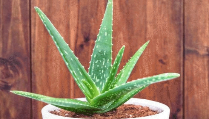 Aloe Vera Side Effects: ಈ 5 ಆರೋಗ್ಯ ಸಮಸ್ಯೆ ಇರುವವರು ಅಪ್ಪಿತಪ್ಪಿಯೂ ಆಲೋವೆರಾವನ್ನು ಬಳಸಬೇಡಿ