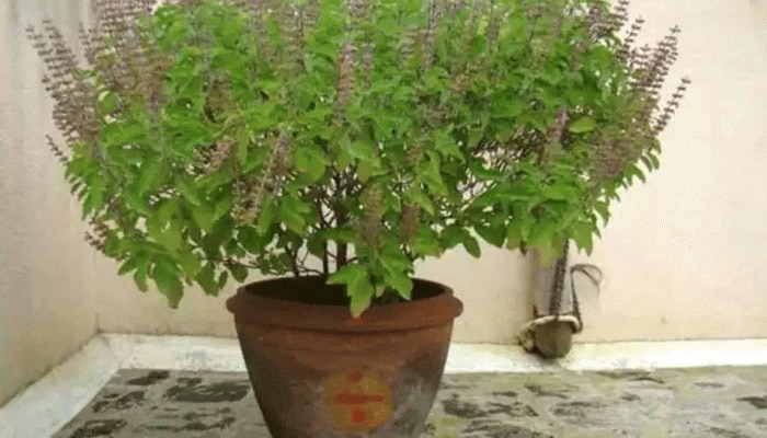 Tulsi Plant: ಶುಭ-ಅಶುಭ ಘಟನೆಗಳ ಸೂಚನೆ ನೀಡುತ್ತೆ ತುಳಸಿ, ಈ ಬದಲಾವಣೆಗಳನ್ನು ನಿರ್ಲಕ್ಷಿಸಬೇಡಿ