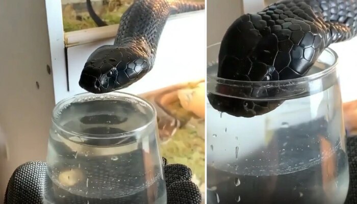 Viral Video: ಗ್ಲಾಸ್ ನಲ್ಲಿ ನೀರು ಕುಡಿಯುತ್ತಿರುವ ವಿಷಕಾರಿ Back Cobra  ಎಂದಾದರೋ ನೋಡಿದ್ದೀರಾ? ಇಲ್ಲಿದೆ ವಿಡಿಯೋ