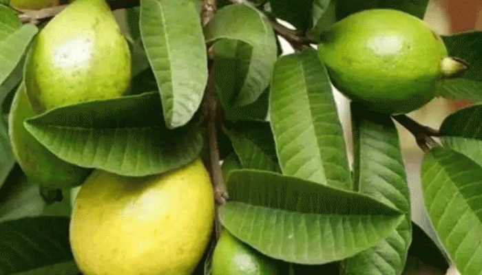 Guava Leaves: ಬೆಳಿಗ್ಗೆ ಖಾಲಿ ಹೊಟ್ಟೆಯಲ್ಲಿ ಸೀಬೆ ಎಲೆ ಸೇವಿಸಿ, ಈ ಅದ್ಭುತ ಪ್ರಯೋಜನ ಪಡೆಯಿರಿ