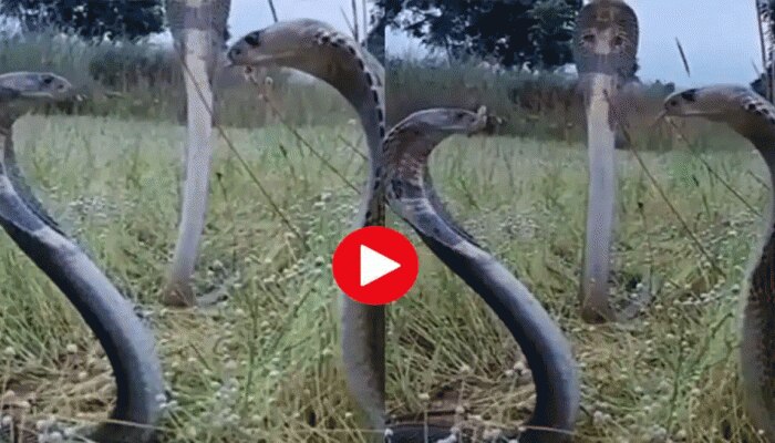 Snake Viral Video: 3 ನಾಗರ ಹಾವುಗಳು ಒಟ್ಟಿಗೆ ಸೇರಿದಾಗ ಏನಾಗುತ್ತೆ, ಇಲ್ಲಿದೆ ವೈರಲ್ ವಿಡಿಯೋ title=