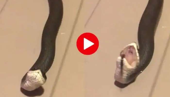 Snake Funny Video: ಇಲ್ಲಿದೆ ನೋಡಿ ಹಾವಿನ ಅಮೋಘ ನಟನೆ  title=