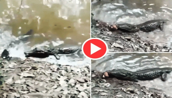 Crocodile Fish Viral Video: ಬೇಟೆಯಾಡಿದ ಹಸಿದ ಮೊಸಳೆಗೆ 860 ವೋಲ್ಟ್‌ಗಳ ಶಾಕ್ ನೀಡಿದ ಮೀನು! ವಾಚ್ ವೈರಲ್ ವಿಡಿಯೋ