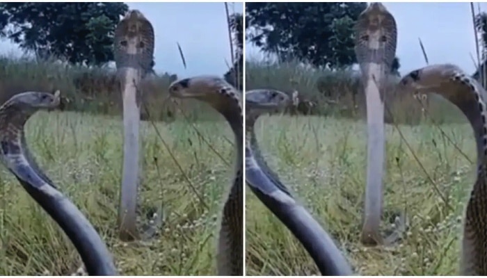Viral Video: ಒಟ್ಟೊಟ್ಟಿಗೆ 3 ಘಟ ಸರ್ಪಗಳು ಕಾಣಿಸಿಕೊಂಡಾಗ ಏನಾಯ್ತು ನೋಡಿ..!