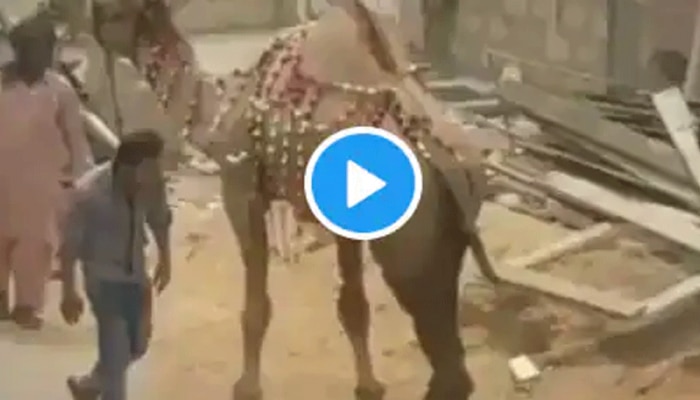 Camel Viral Video: ತನಗೆ ತೊಂದರೆ ಕೊಡಲು ಬಂದವನಿಗೆ ತಕ್ಕ ಪಾಠ ಕಲಿಸಿದ ಒಂಟೆ ವಿಡಿಯೋ ವೈರಲ್ title=