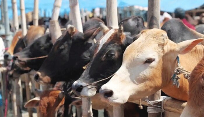 Animal Husbandry | Zee News Kannada Animal Husbandry | Zee News Kannada