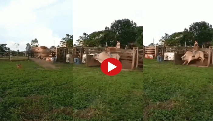 Viral Video: ಸವಾರಿ ಮಾಡಲು ಗೂಳಿ ಮೇಲೆ ಏರಿದವನಿಗೆ ಆಯಿತು ತಕ್ಕ ಶಾಸ್ತಿ  title=