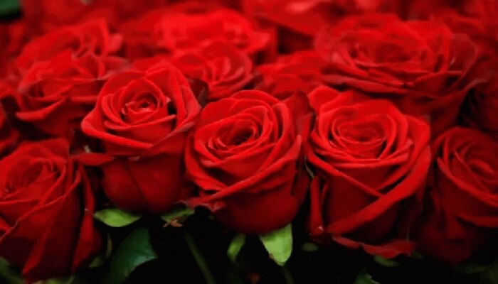 Valentine&#039;s Day: ಪ್ರೇಮಿಗಳ ದಿನಾಚರಣೆ ಪ್ರಯುಕ್ತ ಕೆಂಪು ಗುಲಾಬಿಗೆ ಭರ್ಜರಿ ಡಿಮ್ಯಾಂಡ್!