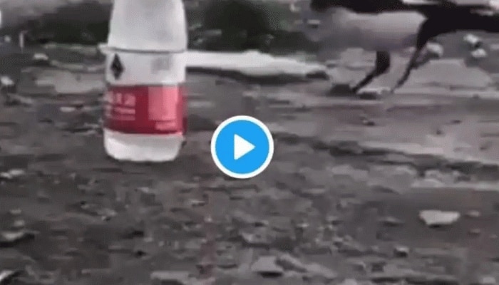  Viral video : ಕೊಕ್ಕಿಗೆಟಕದ ಬಾಟಲಿ ನೀರನ್ನು  ಜಾಣತನದಿಂದ ಕುಡಿಯುತ್ತಿರುವ  ಹಕ್ಕಿ  