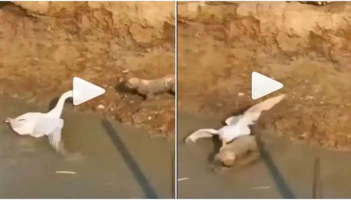 Duck-Dog Fight Viral Video: ಬಾತುಕೋಳಿ ಜೊತೆ ಕಾಲುಕೆರೆದು ಜಗಳಕ್ಕಿಳಿದ ನಾಯಿ, ಮುಂದೇನಾಯ್ತು ನೀವೇ ನೋಡಿ...
