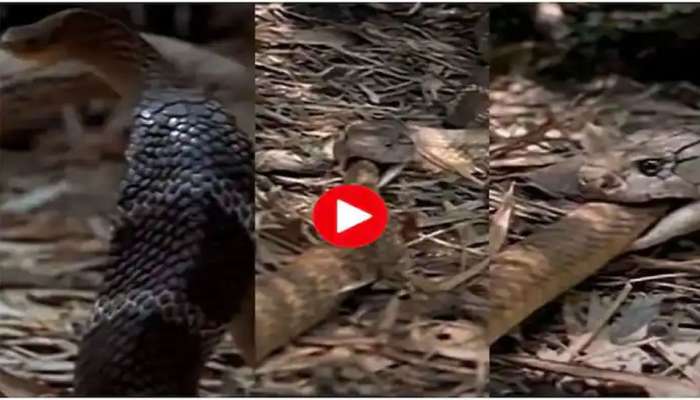 Cobra-Rattlesnake Fight: ಇದ್ದಕ್ಕಿದ್ದಂತೆ ಎದುರಾದ ರಾಟಲ್ ಸ್ನೇಕ್-ಕೋಬ್ರಾ, ಮುಂದೆ ಆಗಿದ್ದೇ ಬೇರೆ! title=