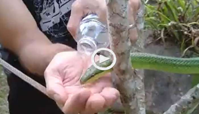 Thirsty Snake Video: ಅಂಗೈಯಲ್ಲಿ ನೀರಿಡಿದು ಹಾವಿನ ಬಾಯಾರಿಕೆ ನೀಗಿಸಿದ ವ್ಯಕ್ತಿ! ವಿಡಿಯೋ ವೈರಲ್  title=