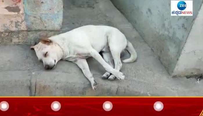 Another inhuman act in Bengaluru; tried to put acid on street dog 