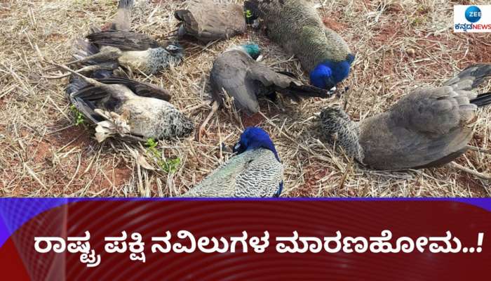 Peacocks Found Dead ವಿಷ ಉಣಿಸಿ ರಾಷ್ಟ್ರ ಪಕ್ಷಿ ನವಿಲುಗಳ ಮಾರಣಹೋಮ..!? 