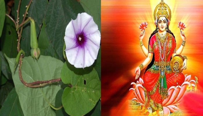 Lakshmana Plant: ದೇವಿ ಲಕ್ಷ್ಮಿಗೆ ಈ ಸಸ್ಯ ತುಂಬಾ ಇಷ್ಟ, ನಿಮ್ಮ ಮನೆಯಲ್ಲಿಯೂ ಇದ್ದರೆ ಹಣದ ಹೊಳೆಯೇ ಹರಿಯಲಿದೆ