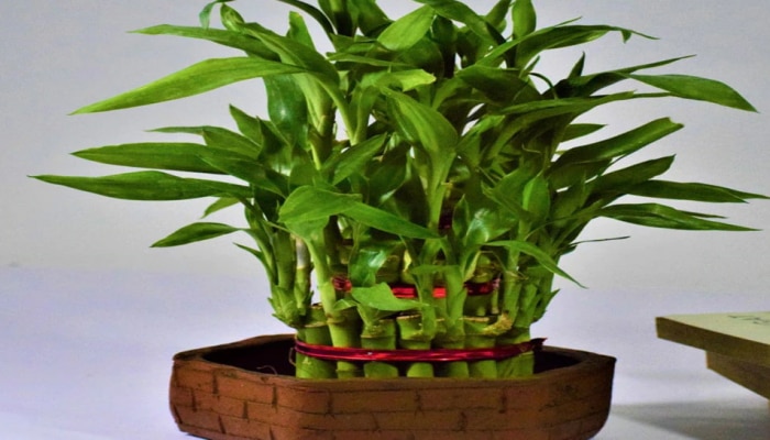 Bamboo Vastu Tips: ಮನೆ ಅಥವಾ ಕಚೇರಿಯಲ್ಲಿ ಬಿದಿರಿನ ಗಿಡ ಇರಿಸಲು ವಾಸ್ತು ಸಲಹೆಗಳು  title=