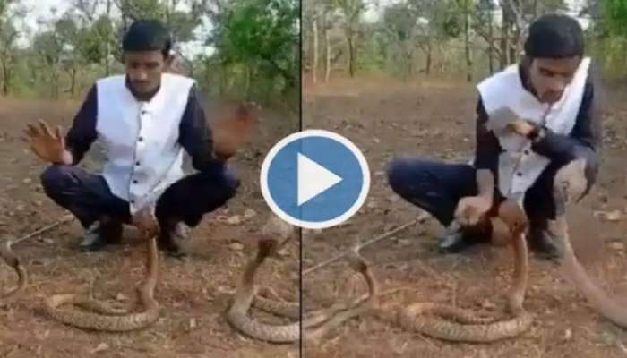 Viral Video: ಕಾಡಿನಲ್ಲಿ 3 ನಾಗರ ಹಾವುಗಳೊಂದಿಗೆ ಯುವಕನ ಹುಚ್ಚಾಟ! 