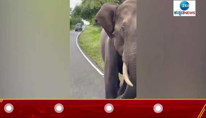 Elephant attack on jeep... see what happen next...