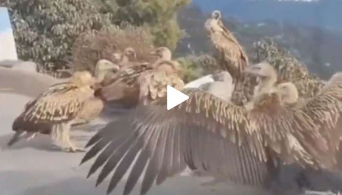 Vultures Emergency Meeting: ರಣಹದ್ದುಗಳು ತುರ್ತು ಸಭೆ; ವಿಡಿಯೋ ವೈರಲ್ 