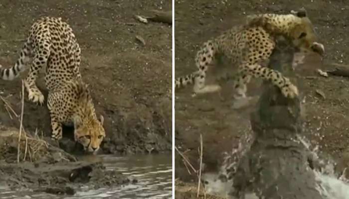 Crocodile Attacked Leopard: ನದಿಯಲ್ಲಿ ನೀರು ಕುಡಿಯಲು ಹೋದ ಚಿರತೆಯನ್ನೇ ತಿಂದ ಮೊಸಳೆ- ವಿಡಿಯೋ title=