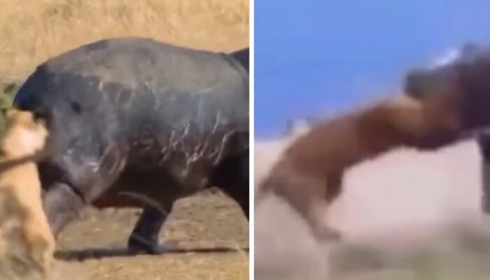 OMG! Hippo ಮೇಲೆ ದಾಳಿ ನಡೆಸಿದ ಸಿಂಹಿಣಿ, ಮುಂದೇನಾಯ್ತು ತಿಳಿಯಲು ವಿಡಿಯೋ ನೋಡಿ