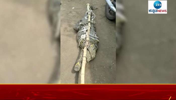 Huge Crocodile found in Belgaum