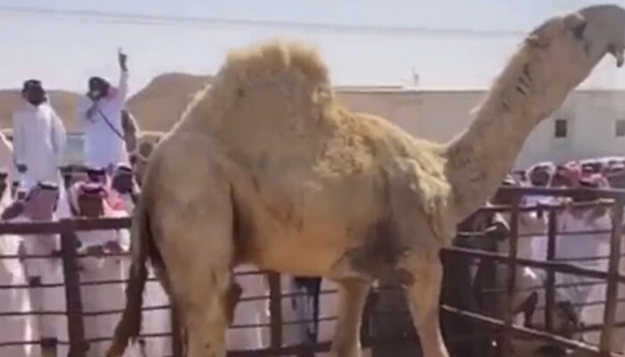 Costliest Camel Video: ಇದುವೇ ವಿಶ್ವದ ಅತ್ಯಂತ ದುಬಾರಿ ಒಂಟೆ, ಎಷ್ಟು ಕೋಟಿಗೆ ಮಾರಾಟವಾಗಿದೆ ಗೊತ್ತಾ?