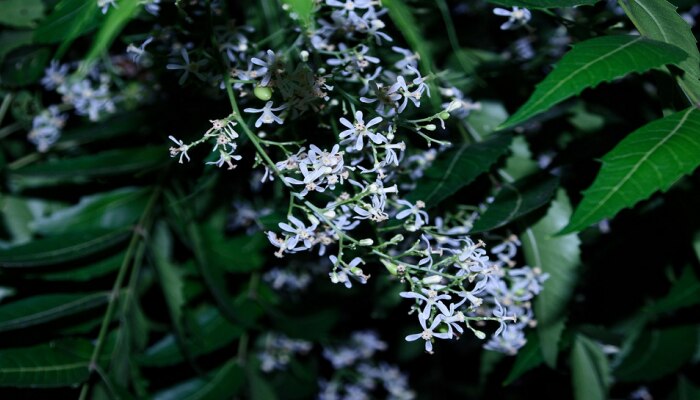 Neem Flower Tea: ತೂಕ ಇಳಿಕೆಗೆ ಬೇವಿನ ಹೂವಿನ ಟೀ ತುಂಬಾ ಸಹಕಾರಿ, ಈ ರೀತಿ ಬಳಸಿ