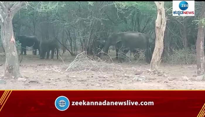 wild elephant group entered mandya 