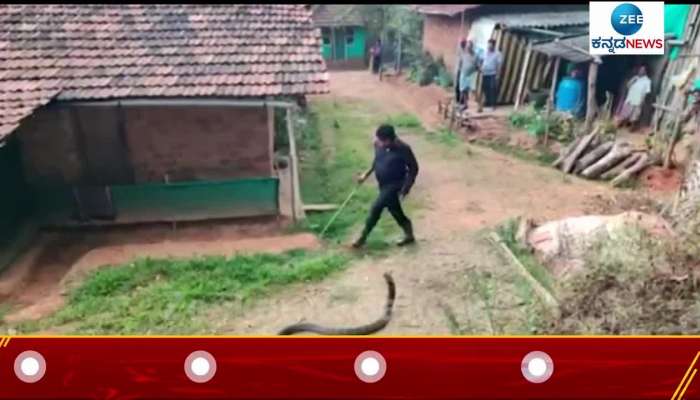 King cobra hidden in bathroom OMG Watch snake video