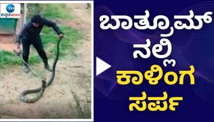 Snake Video: ಸ್ನಾನದ ಮನೆಯಲ್ಲಿ ಅಡಗಿ ಕೂತಿದ್ದ ಕಾಳಿಂಗ ಸರ್ಪ!
