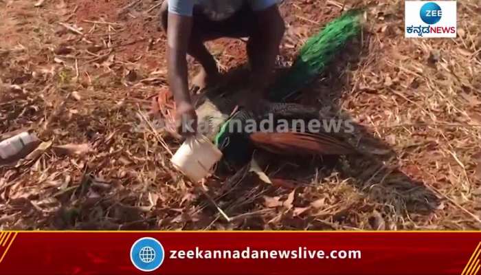 The villagers rescued the peacock who fell ill