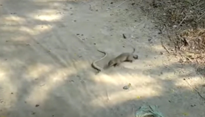 Snake Mongoose Fight: ಹಾವು-ಮುಂಗುಸಿಯ ನಡುವೆ ಭೀಕರ ಕಾಳಗ, ನೋಡಿ ನೀವು ಒಂದು ಕ್ಷಣ ದಂಗಾಗುವಿರಿ