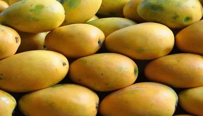 Mango Health Benefits: ಈ ಆರೋಗ್ಯ ಸಮಸ್ಯೆಗಳಿದ್ದರೆ ನಿತ್ಯ ಸೇವಿಸಿ ಮಾವು