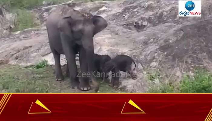 Operation Twin elephant babies rescued in in bandipur forest chamarajnagar