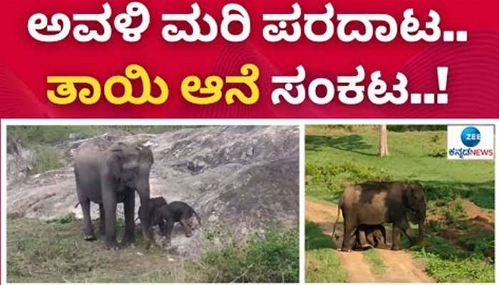 Elephant Video: ಇದು ಆಪರೇಷನ್ ಅವಳಿ ಆನೆಮರಿ ರೋಚಕ ಕಥೆ!