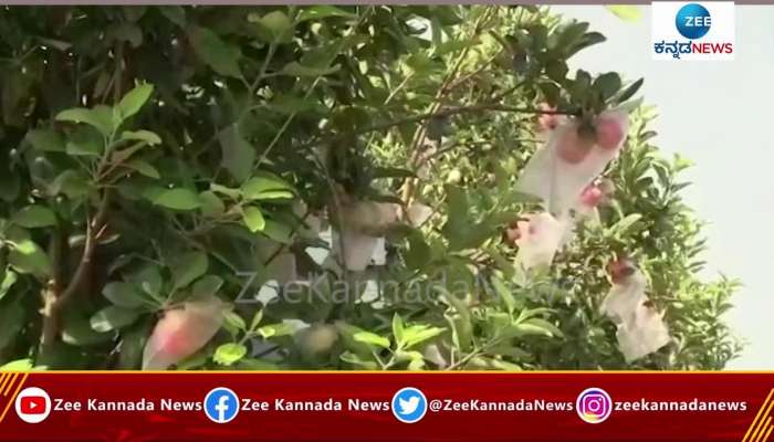 Farmer has become a role model by Growing kashmiri apple in vijayapura
