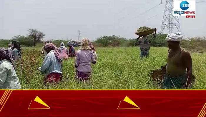 Farmers in trouble for not getting supporting price for millet crop